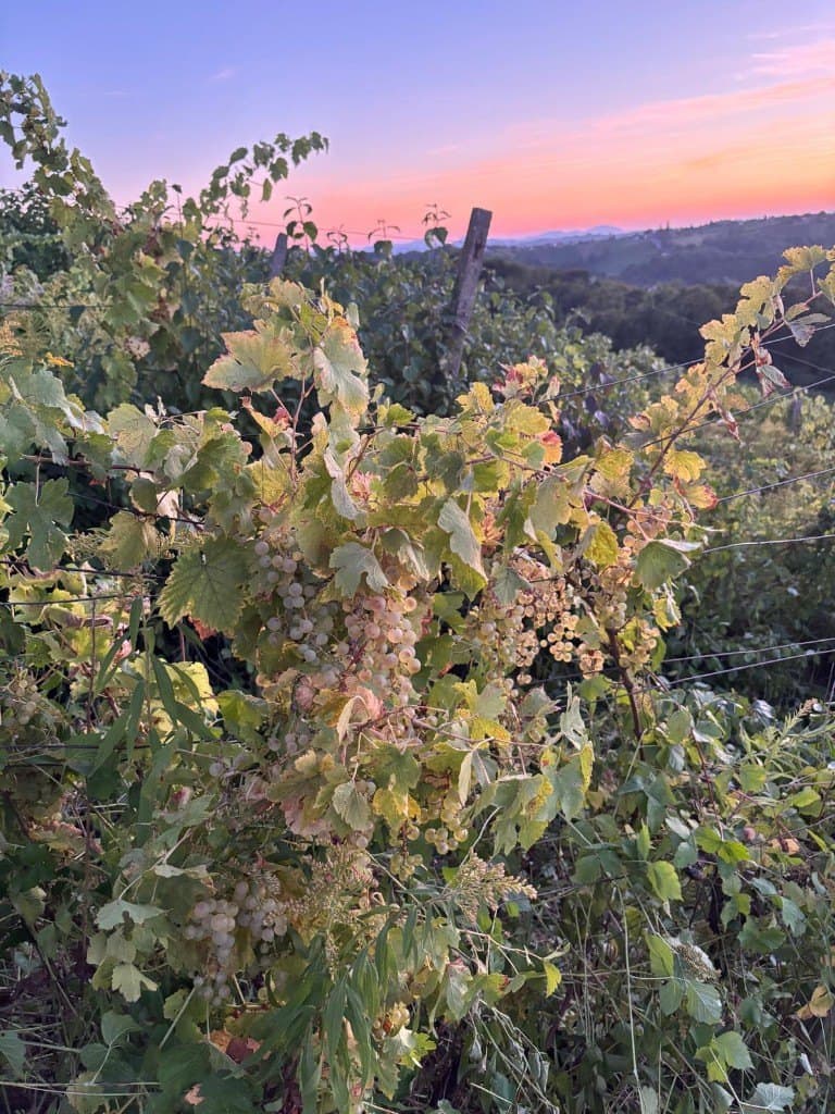 Grape clusters on an untended vine at sunset