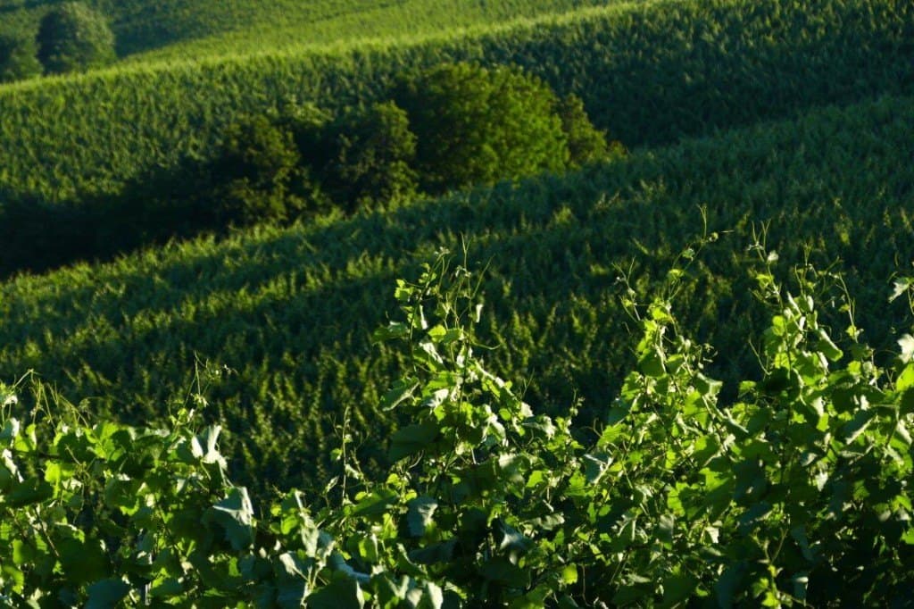 Green hills and vines in Prlekija at golden hour