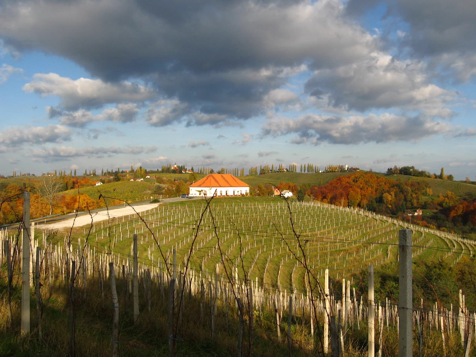 Vines in Prlekija